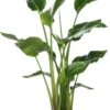 Paradijsvogelplant (Strelitzia Nicolai) D 27 H 140 Cm 2 Paradijsvogelplant (Strelitzia Nicolai) D 27 H 140 Cm -Groene Bloom Winkel 8717263764755