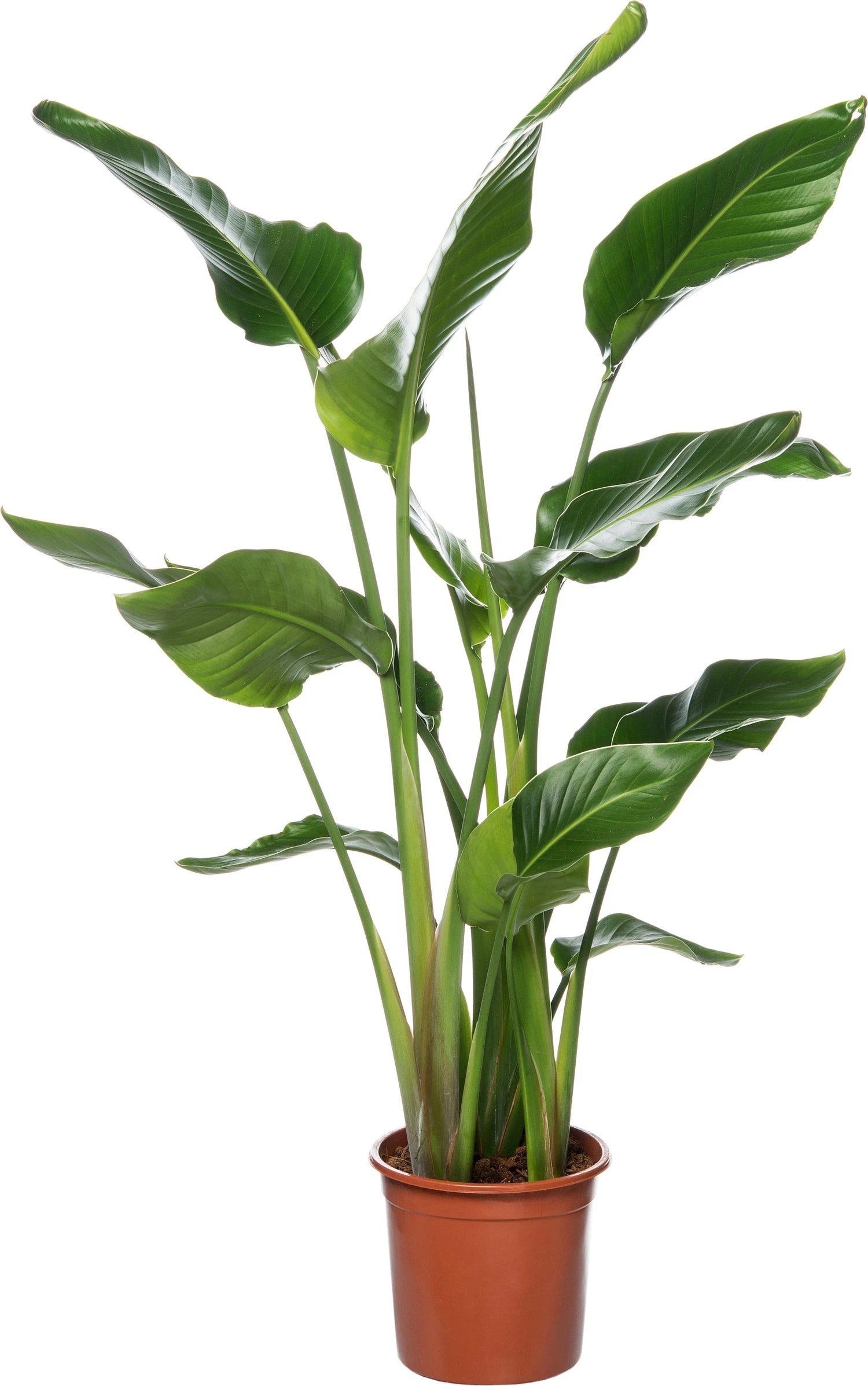 Paradijsvogelplant (Strelitzia Nicolai) D 27 H 140 Cm 3 Paradijsvogelplant (Strelitzia Nicolai) D 27 H 140 Cm