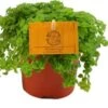 Kanonplantje (Pilea Depressa) D 10,5 H 15 Cm 2 Kanonplantje (Pilea Depressa) D 10,5 H 15 Cm -Groene Bloom Winkel 8717263764816