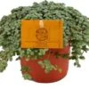 Kanonplantje (Pilea Glauca 'Greyzy') D 10,5 H 15 Cm -Groene Bloom Winkel 8717263764823