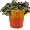 Vaderplant (Tradescantia Zebrina 'Purpusii') D 10,5 H 15 Cm 1 Vaderplant (Tradescantia Zebrina 'Purpusii') D 10,5 H 15 Cm -Groene Bloom Winkel 8717263764854