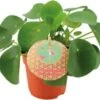 Pannenkoekenplant (Pilea Peperomioides) D 10,5 H 15 Cm 1 Pannenkoekenplant (Pilea Peperomioides) D 10,5 H 15 Cm -Groene Bloom Winkel 8717263764885