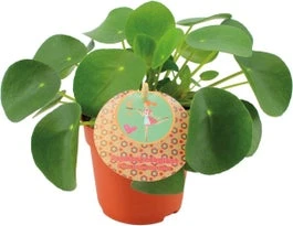 Pannenkoekenplant (Pilea Peperomioides) D 10,5 H 15 Cm 3 Pannenkoekenplant (Pilea Peperomioides) D 10,5 H 15 Cm