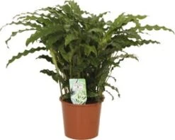 Calathea (Calathea Rufibarba 'Bluegrass') D 12 H 35 Cm