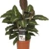 Calathea (Calathea 'Maui Queen') D 12 H 35 Cm 2 Calathea (Calathea 'Maui Queen') D 12 H 35 Cm -Groene Bloom Winkel 8717263765332