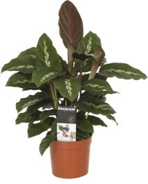 Calathea (Calathea 'Maui Queen') D 12 H 35 Cm