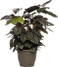 Calathea (Calathea Sanderiana 'Ornata') D 24 H 80 Cm
