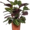 Calathea (Calathea 'Medallion') D 24 H 80 Cm -Groene Bloom Winkel 8717263765417
