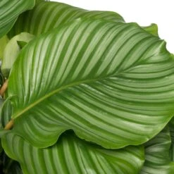 Calathea (Calathea Orbifolia) D 24 H 80 Cm 5 Calathea (Calathea Orbifolia) D 24 H 80 Cm -Groene Bloom Winkel 8717263765424 2