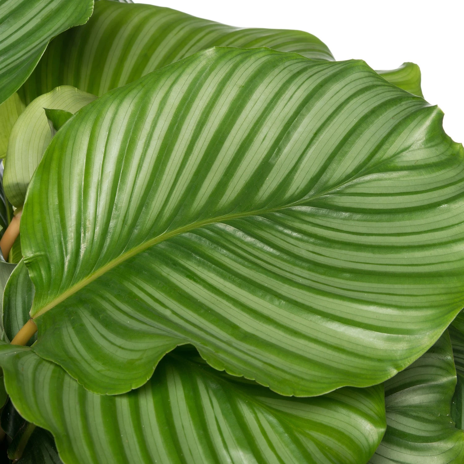Calathea (Calathea Orbifolia) D 24 H 80 Cm 4 Calathea (Calathea Orbifolia) D 24 H 80 Cm - Afbeelding 2