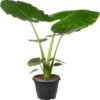 Olifantsoor (Alocasia Macrorrhiza) D 35 H 125 Cm -Groene Bloom Winkel 8717263765455