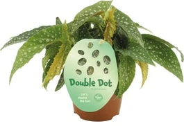 Stippenbegonia (Begonia 'Double Dot') D 12 H 20 Cm 3 Stippenbegonia (Begonia 'Double Dot') D 12 H 20 Cm