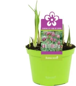 Kievitsbloem (Frittelaria Meleagris) D 12 H 12 Cm