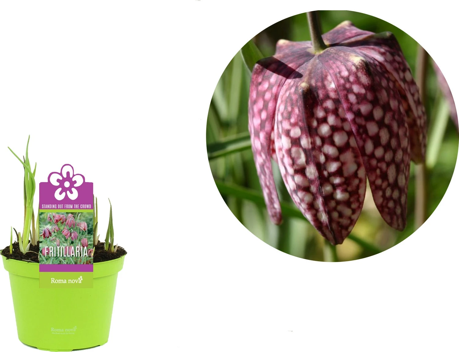 Kievitsbloem (Frittelaria Meleagris) D 12 H 12 Cm 4 Kievitsbloem (Frittelaria Meleagris) D 12 H 12 Cm - Afbeelding 2