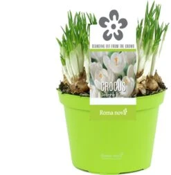 Krokus (Crocus 'Jeanne D'Arc') D 12 H 12 Cm