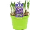 Krokus (Crocus 'Flower Record') D 12 H 12 Cm -Groene Bloom Winkel 8718215965244