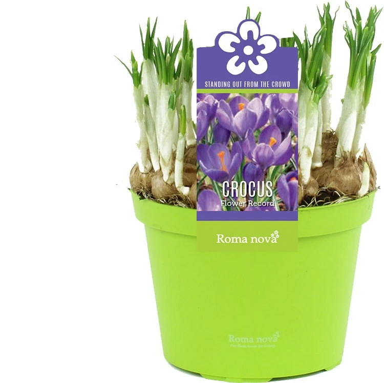 Krokus (Crocus 'Flower Record') D 12 H 12 Cm 3 Krokus (Crocus 'Flower Record') D 12 H 12 Cm