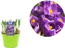 Krokus (Crocus 'Flower Record') D 12 H 12 Cm 5 Krokus (Crocus 'Flower Record') D 12 H 12 Cm -Groene Bloom Winkel 8718215965244 2