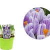 Krokus (Crocus 'King Of The Striped') D 12 H 12 Cm -Groene Bloom Winkel 8718215965268