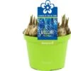 Blauw Druifje (Muscari 'Blue Magic') D 12 H 12 Cm 2 Blauw Druifje (Muscari 'Blue Magic') D 12 H 12 Cm -Groene Bloom Winkel 8718215965282