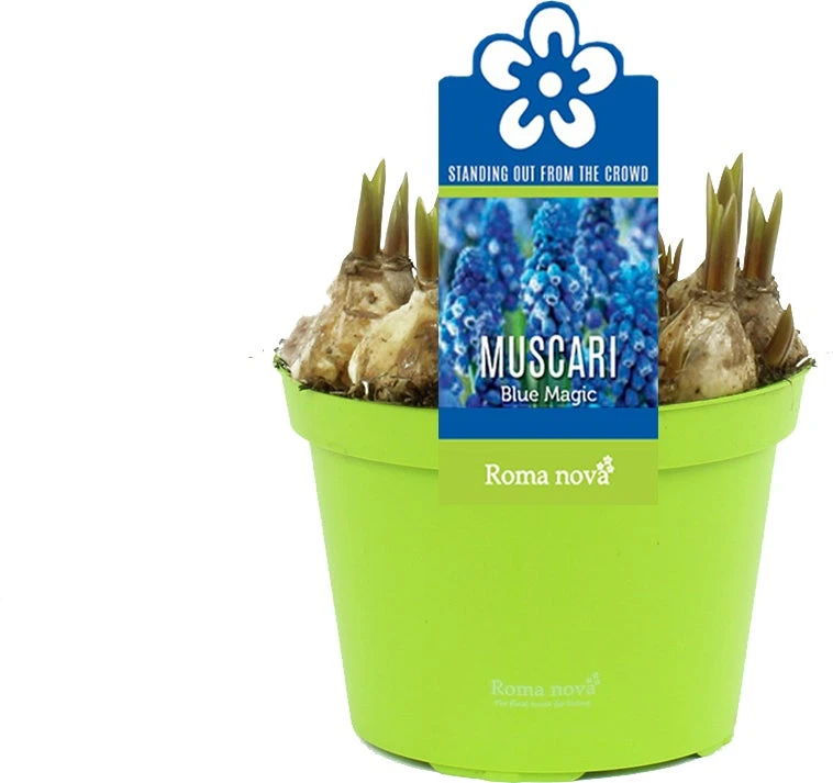 Blauw Druifje (Muscari 'Blue Magic') D 12 H 12 Cm 3 Blauw Druifje (Muscari 'Blue Magic') D 12 H 12 Cm