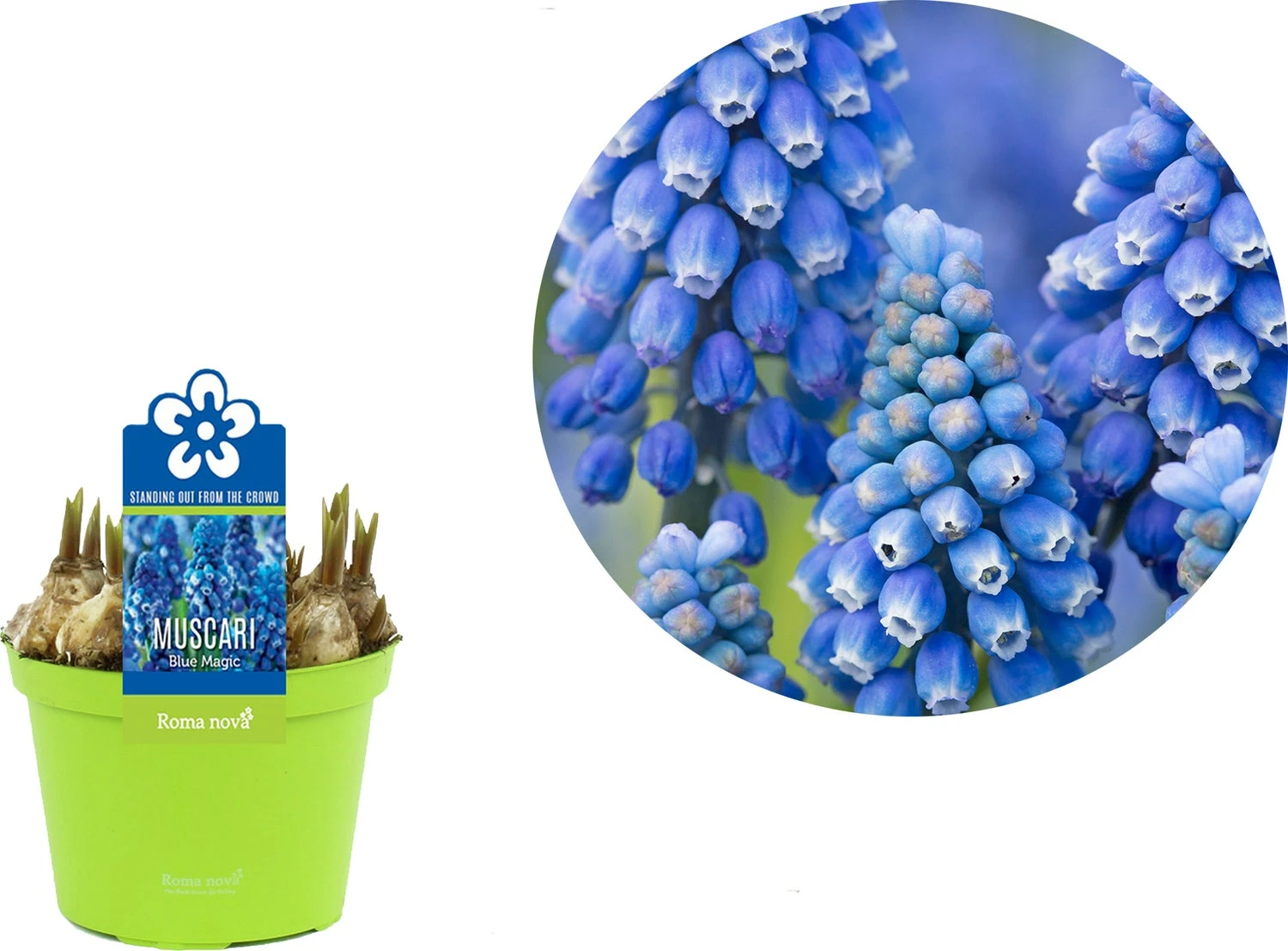 Blauw Druifje (Muscari 'Blue Magic') D 12 H 12 Cm 4 Blauw Druifje (Muscari 'Blue Magic') D 12 H 12 Cm - Afbeelding 2