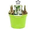 Blauw Druifje (Muscari 'White Magic') D 12 H 12 Cm 1 Blauw Druifje (Muscari 'White Magic') D 12 H 12 Cm -Groene Bloom Winkel 8718215965299