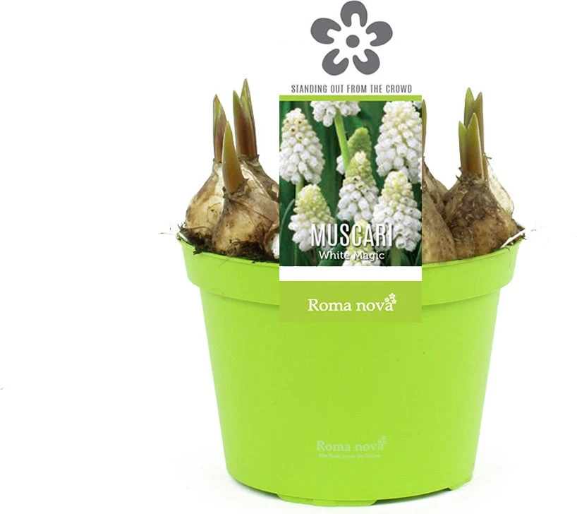 Blauw Druifje (Muscari 'White Magic') D 12 H 12 Cm 3 Blauw Druifje (Muscari 'White Magic') D 12 H 12 Cm