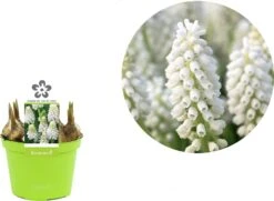 Blauw Druifje (Muscari 'White Magic') D 12 H 12 Cm 5 Blauw Druifje (Muscari 'White Magic') D 12 H 12 Cm -Groene Bloom Winkel 8718215965299 2