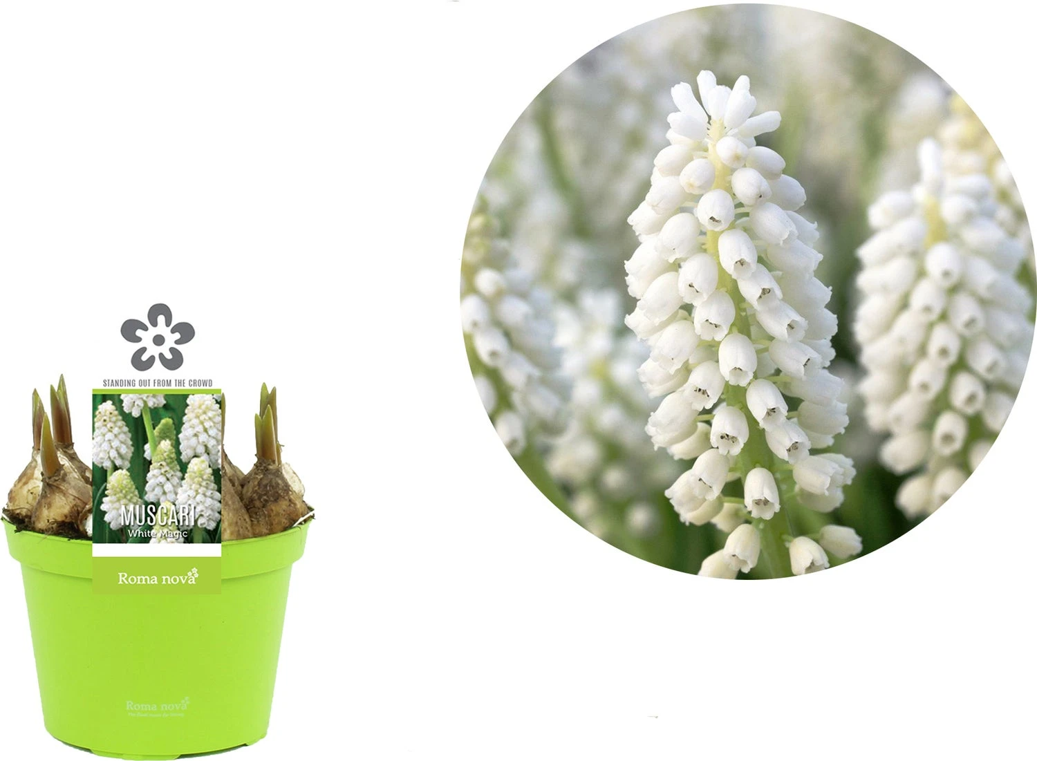 Blauw Druifje (Muscari 'White Magic') D 12 H 12 Cm 4 Blauw Druifje (Muscari 'White Magic') D 12 H 12 Cm - Afbeelding 2