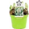 Narcis (Narcissus 'Bridal Crown') D 12 H 14 Cm -Groene Bloom Winkel 8718215965312