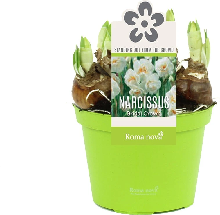 Narcis (Narcissus 'Bridal Crown') D 12 H 14 Cm 3 Narcis (Narcissus 'Bridal Crown') D 12 H 14 Cm