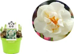 Narcis (Narcissus 'Bridal Crown') D 12 H 14 Cm 5 Narcis (Narcissus 'Bridal Crown') D 12 H 14 Cm -Groene Bloom Winkel 8718215965312 2