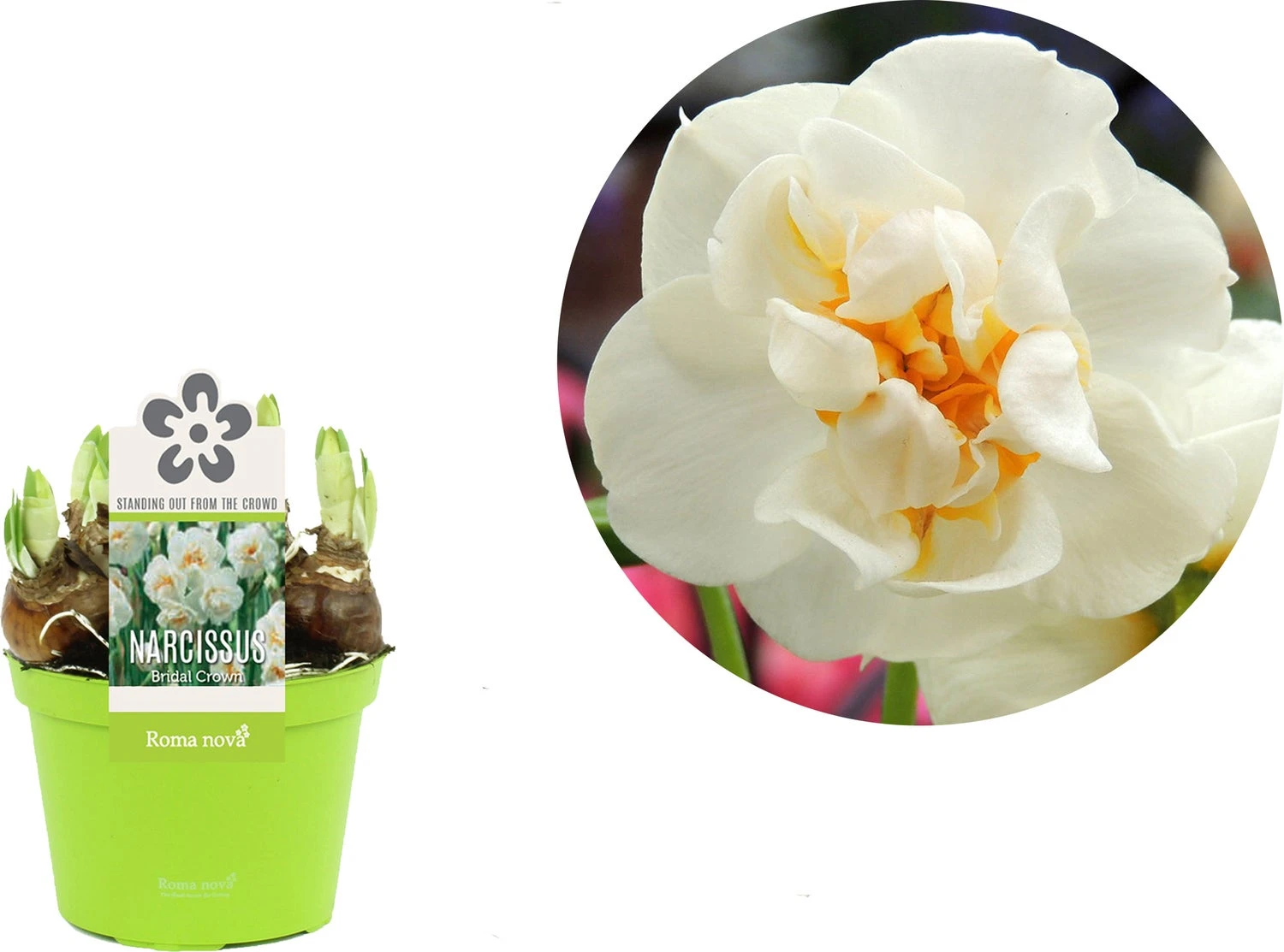 Narcis (Narcissus 'Bridal Crown') D 12 H 14 Cm 4 Narcis (Narcissus 'Bridal Crown') D 12 H 14 Cm - Afbeelding 2