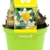 Narcis (Narcissus 'Topolino') D 12 H 12 Cm 2 Narcis (Narcissus 'Topolino') D 12 H 12 Cm -Groene Bloom Winkel 8718215965329
