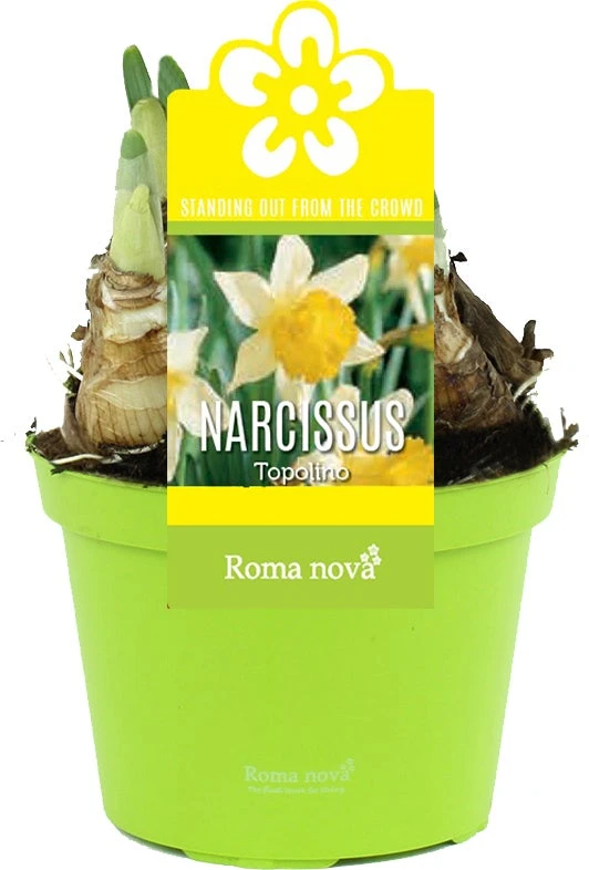 Narcis (Narcissus 'Topolino') D 12 H 12 Cm 3 Narcis (Narcissus 'Topolino') D 12 H 12 Cm