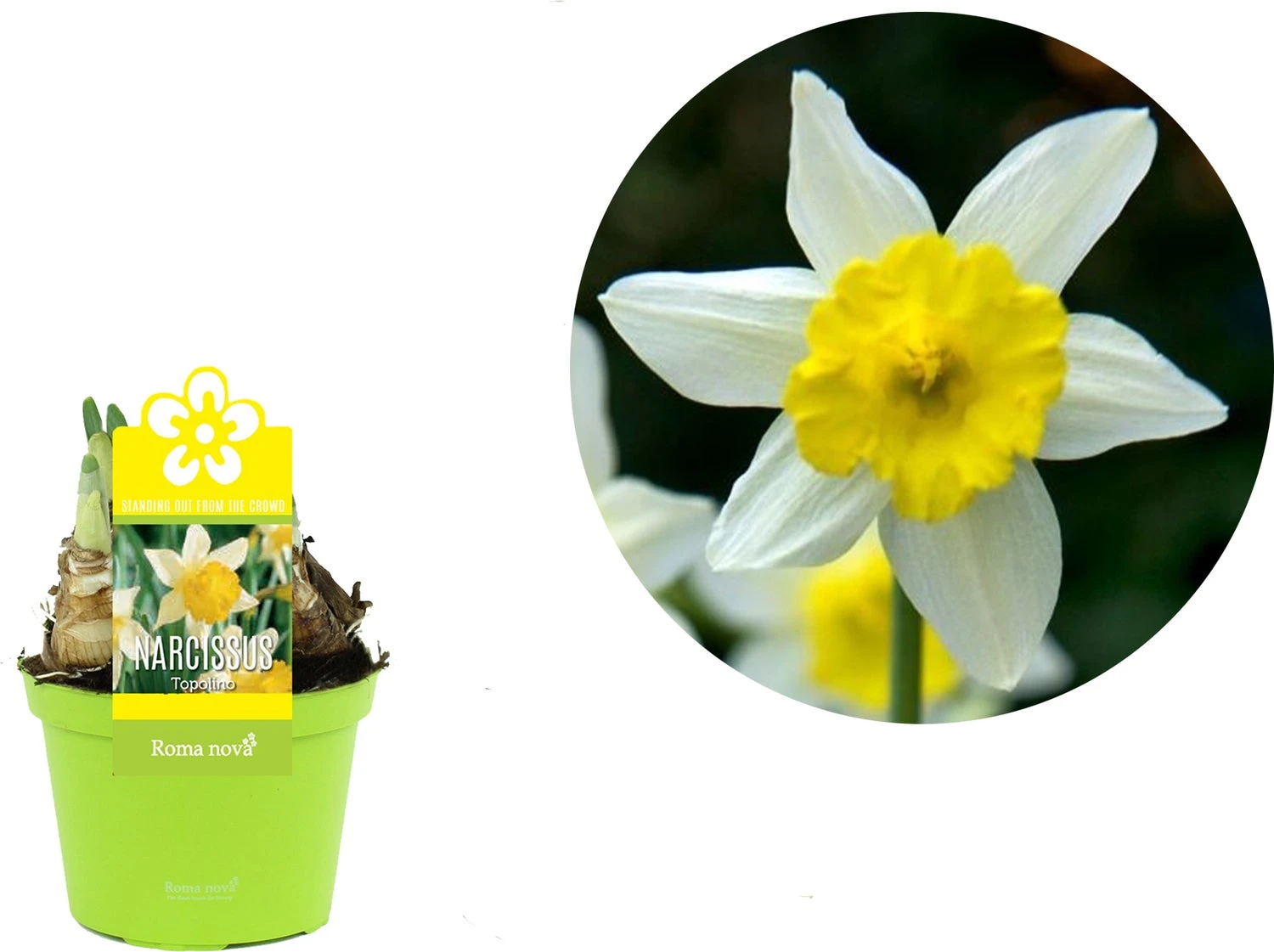 Narcis (Narcissus 'Topolino') D 12 H 12 Cm 4 Narcis (Narcissus 'Topolino') D 12 H 12 Cm - Afbeelding 2