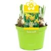Narcis (Narcissus 'Jetfire') D 12 H 14 Cm 1 Narcis (Narcissus 'Jetfire') D 12 H 14 Cm -Groene Bloom Winkel 8718215965343