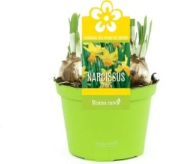 Narcis (Narcissus 'Jetfire') D 12 H 14 Cm