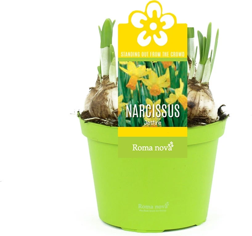 Narcis (Narcissus 'Jetfire') D 12 H 14 Cm 3 Narcis (Narcissus 'Jetfire') D 12 H 14 Cm