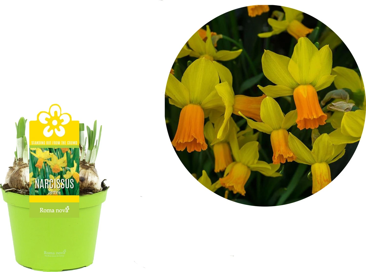 Narcis (Narcissus 'Jetfire') D 12 H 14 Cm 4 Narcis (Narcissus 'Jetfire') D 12 H 14 Cm - Afbeelding 2