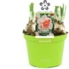 Narcis (Narcissus 'My Story') D 12 H 14 Cm 2 Narcis (Narcissus 'My Story') D 12 H 14 Cm -Groene Bloom Winkel 8718215965411
