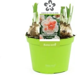 Narcis (Narcissus 'My Story') D 12 H 14 Cm