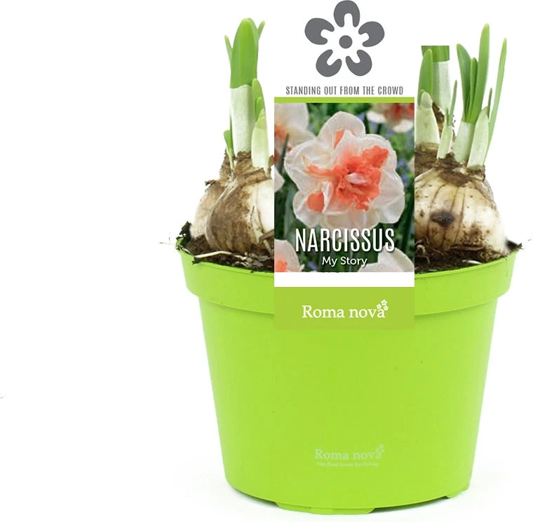 Narcis (Narcissus 'My Story') D 12 H 14 Cm 3 Narcis (Narcissus 'My Story') D 12 H 14 Cm