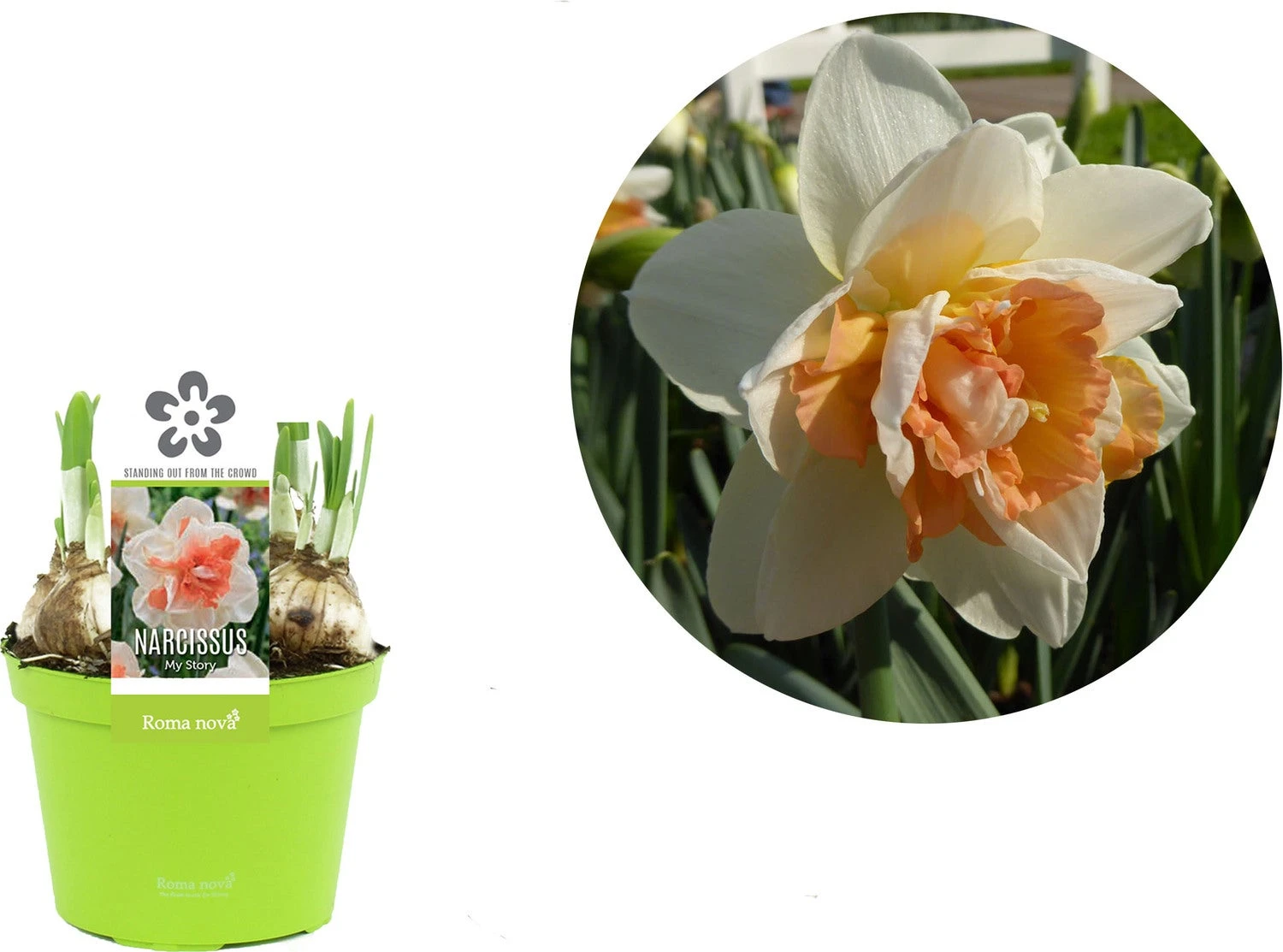 Narcis (Narcissus 'My Story') D 12 H 14 Cm 4 Narcis (Narcissus 'My Story') D 12 H 14 Cm - Afbeelding 2