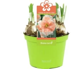 Narcis (Narcissus 'Apricot Whirl') D 12 H 14 Cm