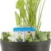 Terrasvijver Met Waterplanten Antraciet D 40 H 35 Cm 2 Terrasvijver Met Waterplanten Antraciet D 40 H 35 Cm -Groene Bloom Winkel 8718226851772 1
