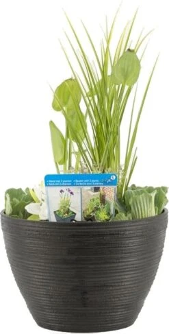 Terrasvijver Met Waterplanten Antraciet D 40 H 35 Cm