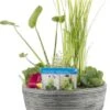 Terrasvijver Met Waterplanten Grijs D 40 H 35 Cm -Groene Bloom Winkel 8718226851789