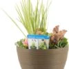 Terrasvijver Met Waterplanten Roest D 40 H 35 Cm 1 Terrasvijver Met Waterplanten Roest D 40 H 35 Cm -Groene Bloom Winkel 8718226851796